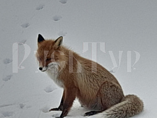 02-06.01.«Мурманск. Путешествие на «КРАЙ СВЕТА»!» Тур из аэропорта Череповца