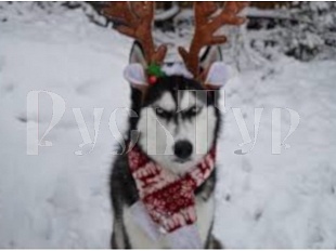 31.12.-04.01. "Чародейство и магия зимней Карелии…» Тур с авиаперелетом из Череповца  с новогодним банкетом!