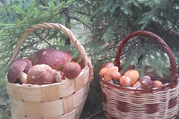 Компания «РусьТур» в рамках программы эко туризма, организовала поездку по сбору грибов и ягод