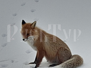 20-23.02.«Мурманск. Путешествие на «КРАЙ СВЕТА»!» Тур из аэропорта Череповца